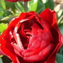 Tulipa double tardive 'Uncle Tom' PB 5